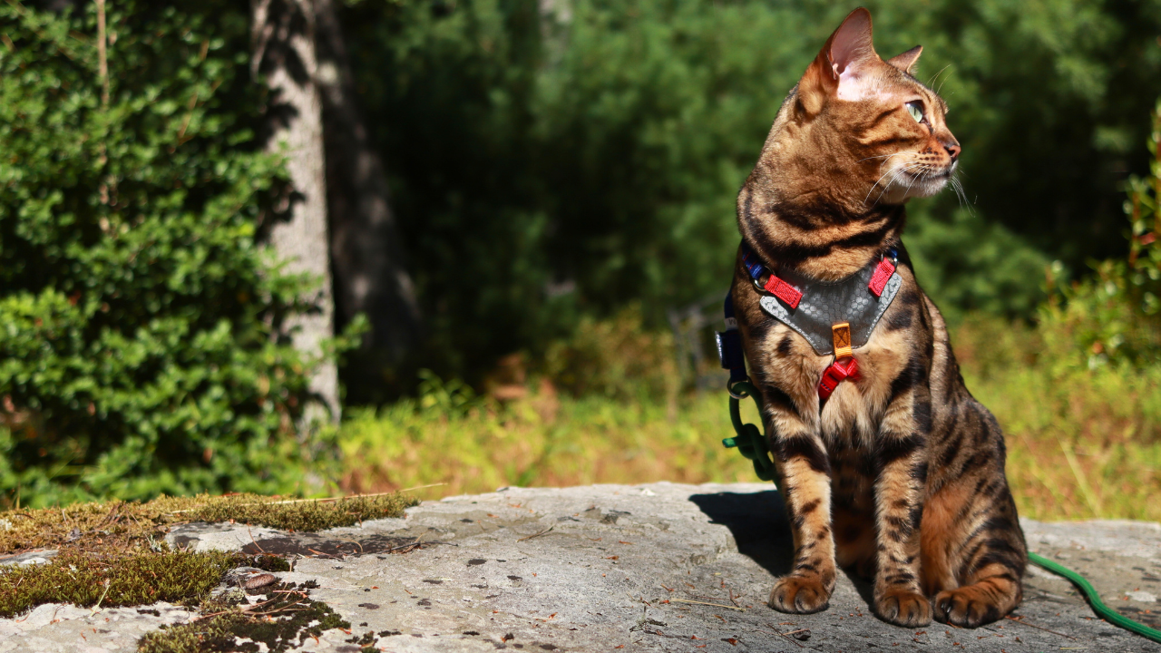 Cat wearing a houdini harness sitting on a rock with a natural background