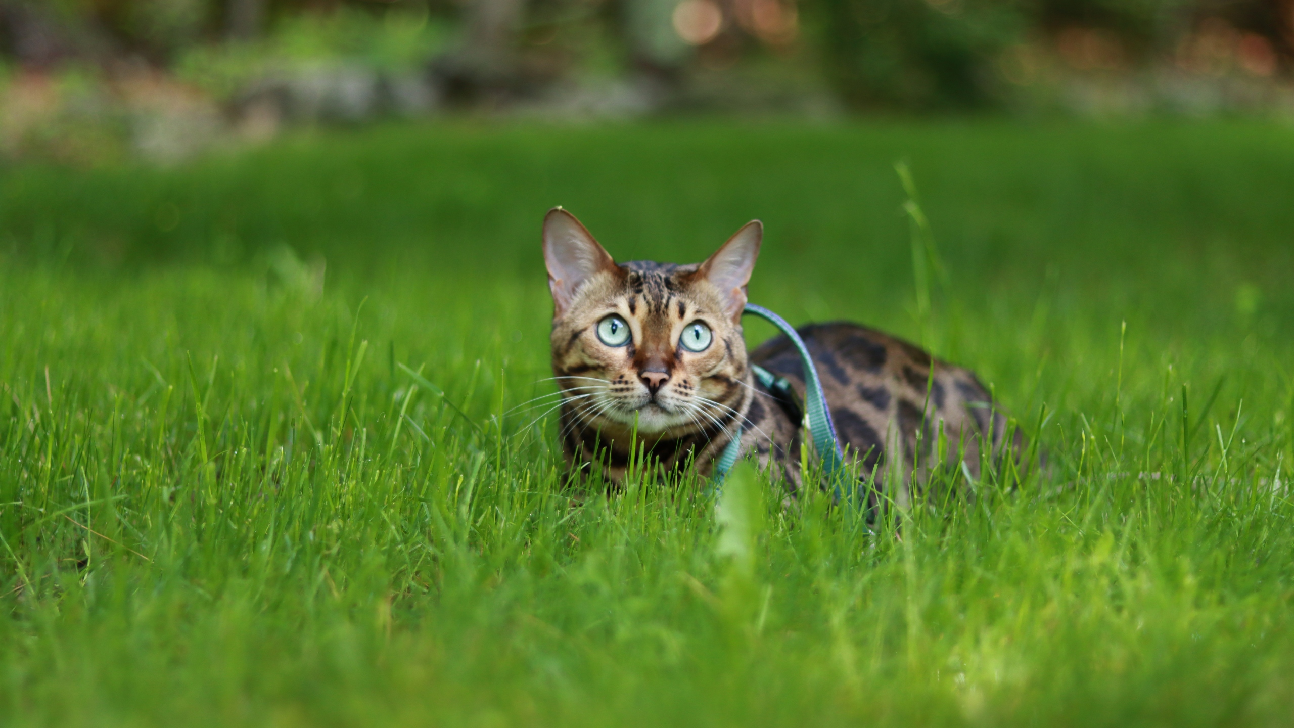 A bengal cat with green eyes looking at the camera while laying down on the grass
