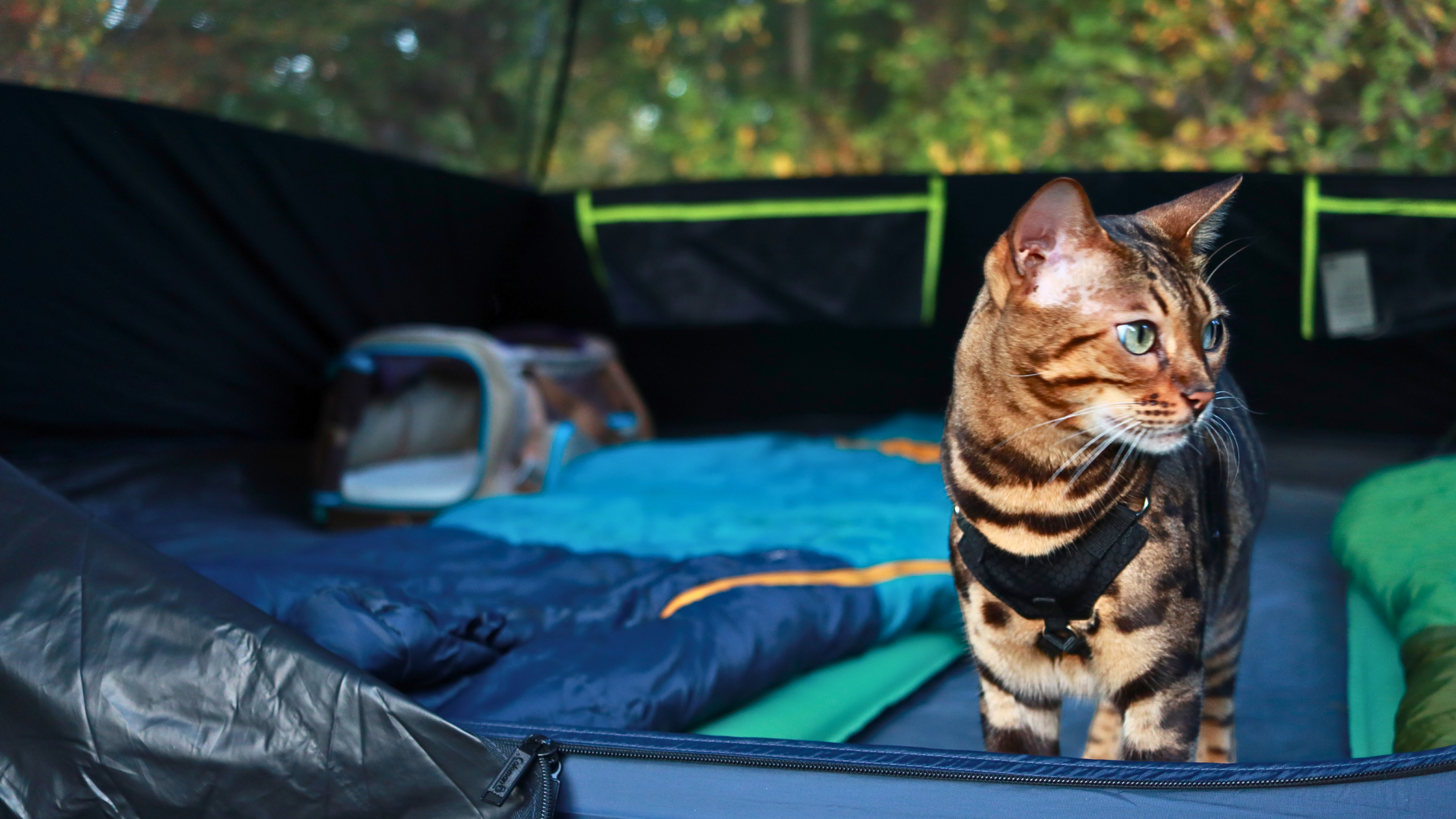 Cat inside a tent with camping gear, wearing a houdini harness and surrounded by greenery outside