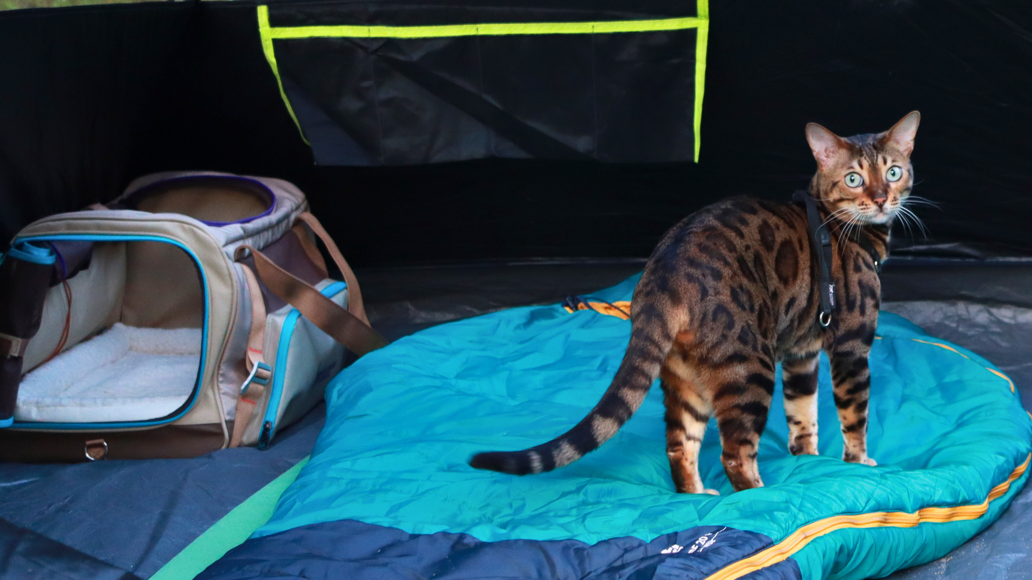 Cat Carrier inside a camping tent