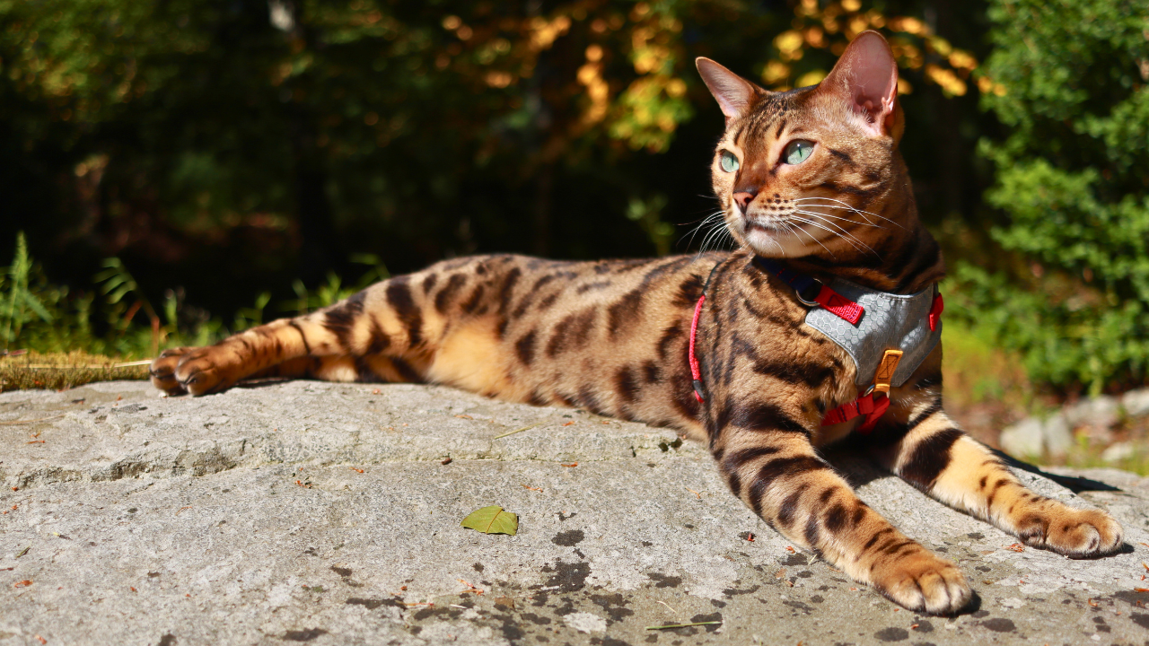 Cat wearing a harness sitting on a rock with greenery in the background
