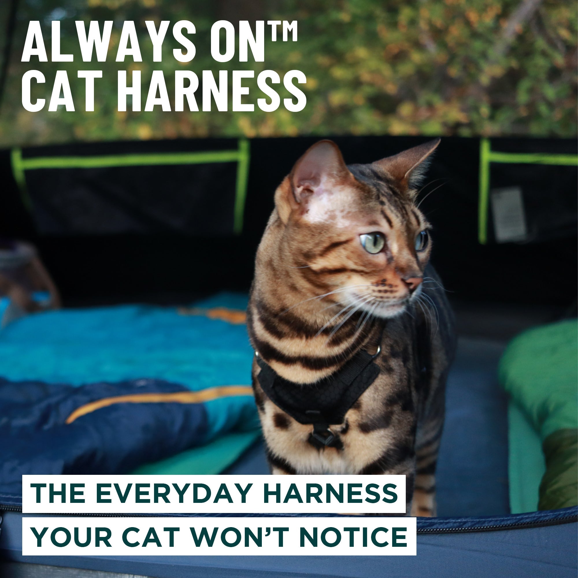 Always On™ Martingale Cat Harness - OutdoorBengal