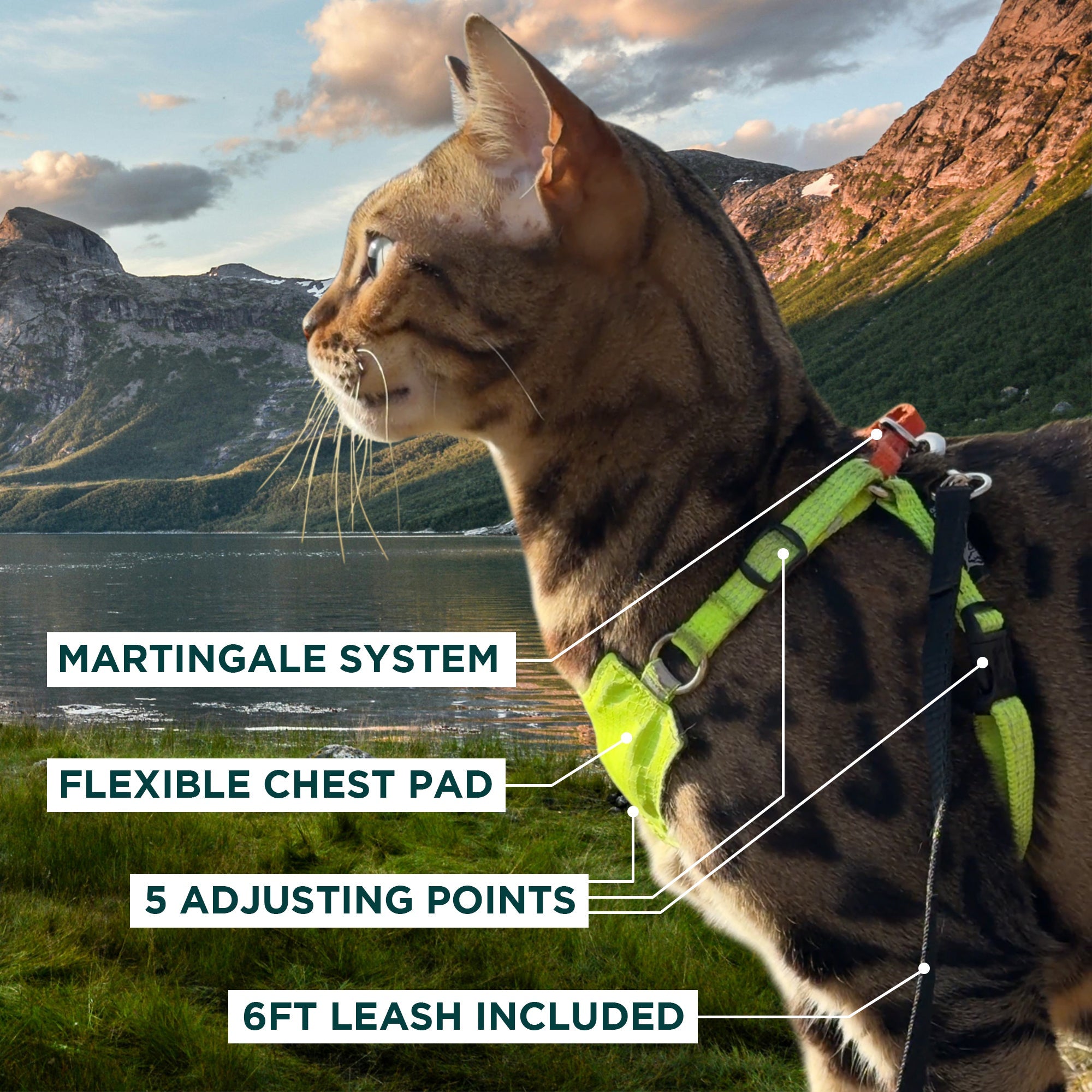 Always On™ Martingale Cat Harness - OutdoorBengal