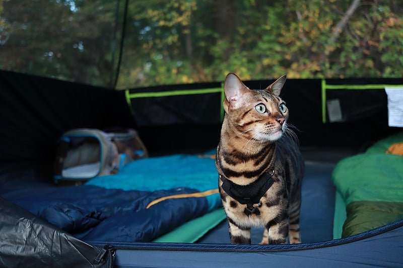 CAT BOOTCAMP™ - Raising World - Ready Cats - OutdoorBengal