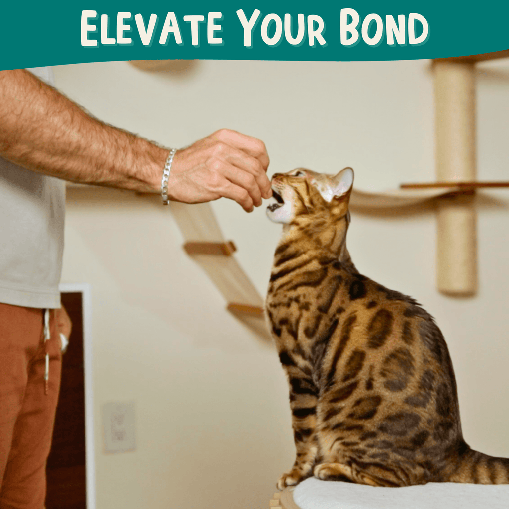 Clicker Training Starter Kit - OutdoorBengal