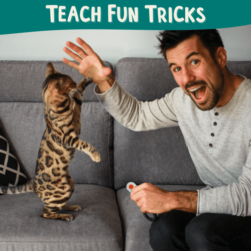 Clicker Training Starter Kit - OutdoorBengal