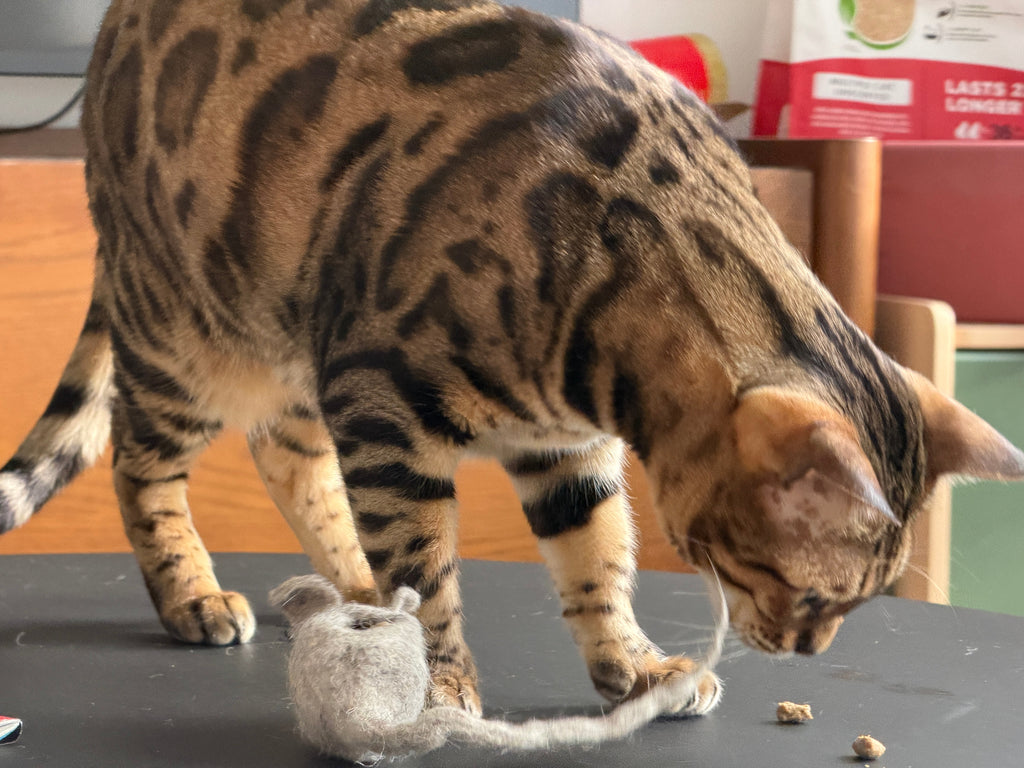 Hunties™ - Slow Feeding Toy for Cats - OutdoorBengal