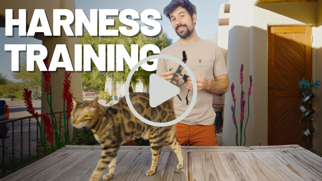 Albert & Mia Teaching How to Introduce a Harness to a Cat