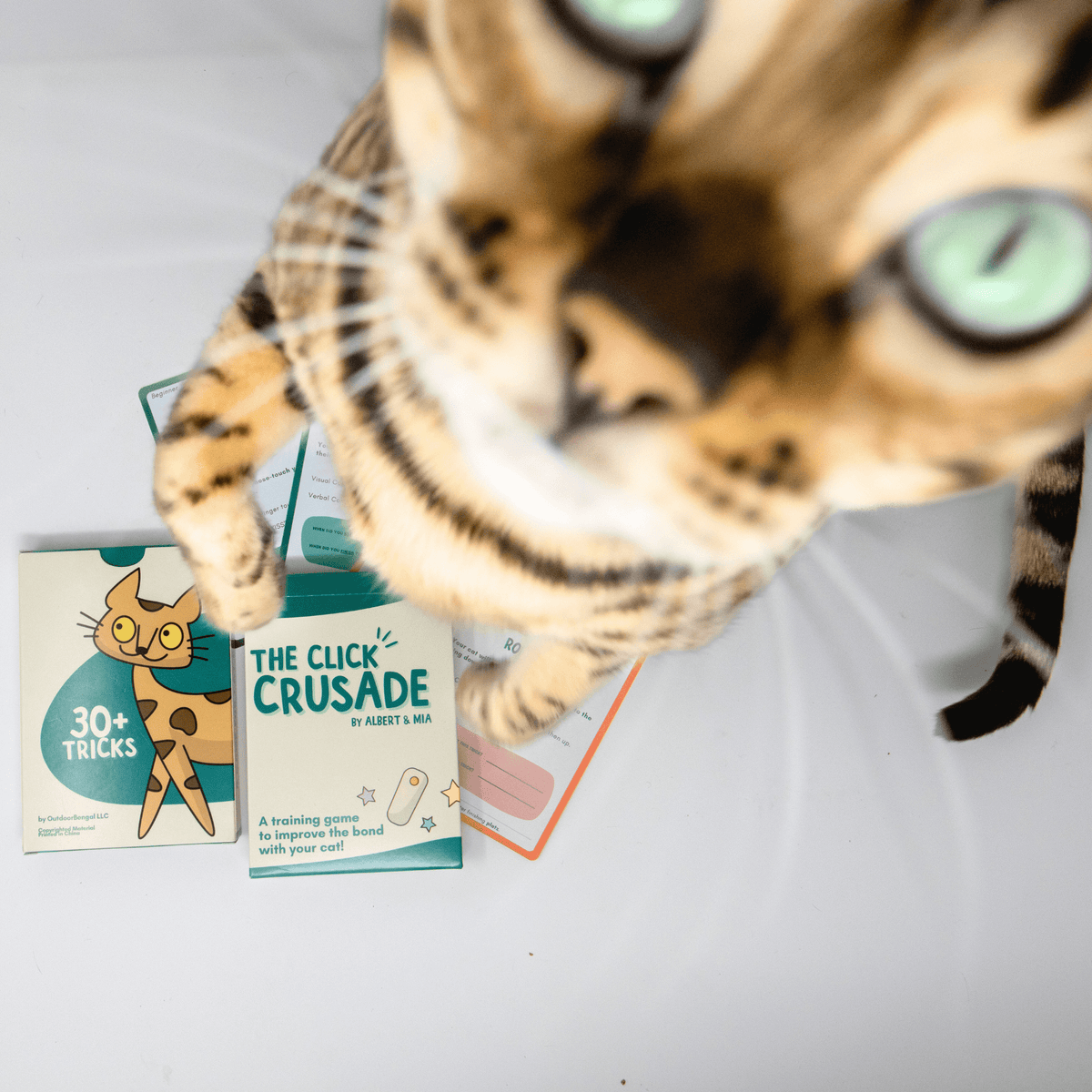 Cat Training - Clicker Training, Agility Training & Bonding – OutdoorBengal