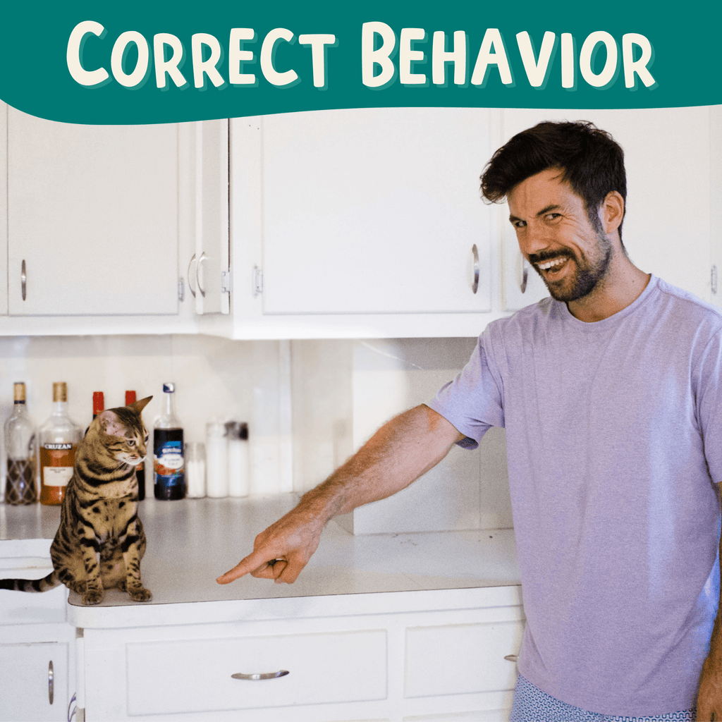 The Click Crusade - Cat Training Card Game - OutdoorBengal