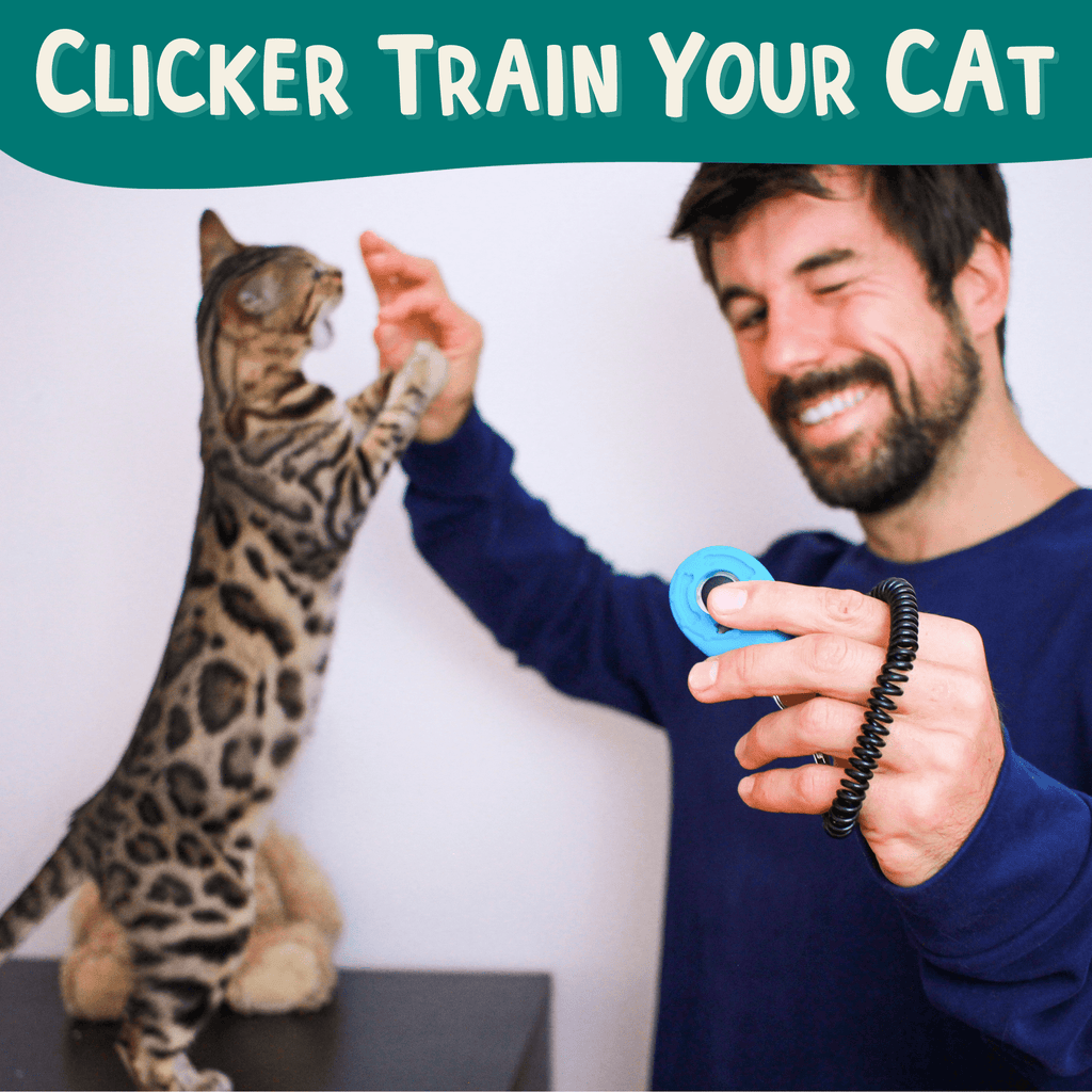 The Click Crusade - Cat Training Card Game - OutdoorBengal