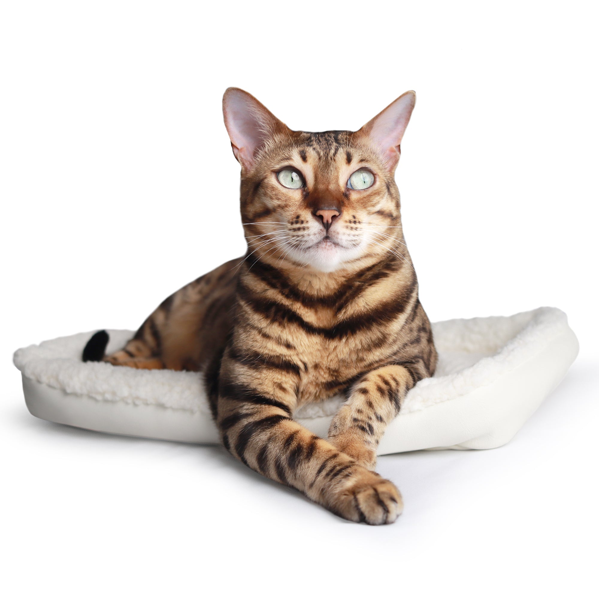 Zeppelin Bed Replacement - OutdoorBengal