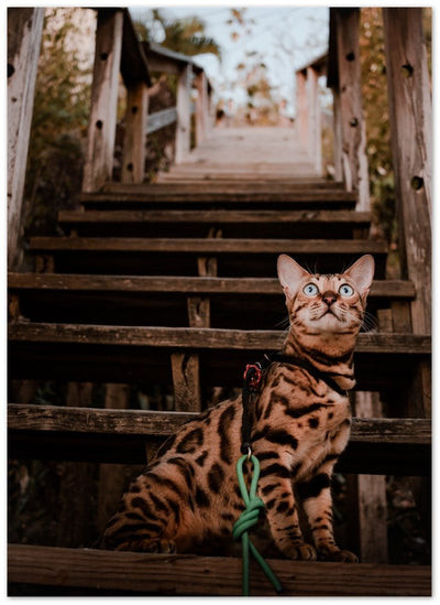 A well kept secret at the bottom of a staircaise - Print - OutdoorBengal