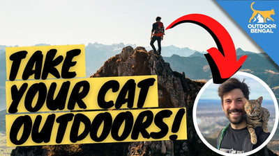 Adventure Cat Training - OutdoorBengal