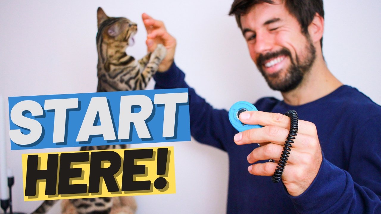 Beginner Cat Clicker Training - OutdoorBengal