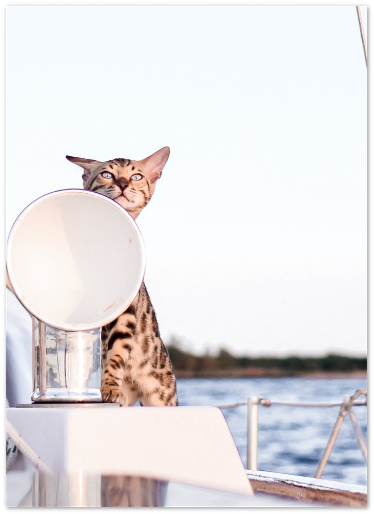 Captain, I don't see land but I think that's a bird - Print - OutdoorBengal