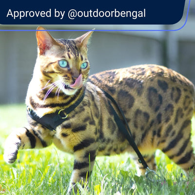 Cat Harness and Leash - Escape Proof, Light and Safe - OutdoorBengal