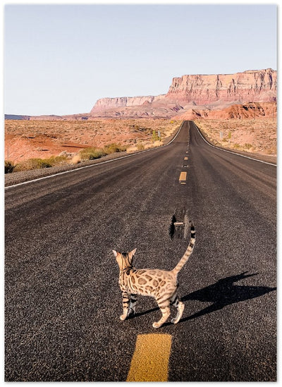 Cats are so independent that they go to Arizona - Print - OutdoorBengal