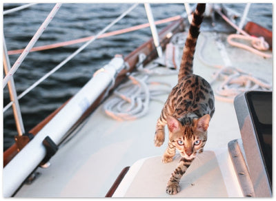 Dinner is ready and because I'm a cat-tain, I'll eat first - Print - OutdoorBengal