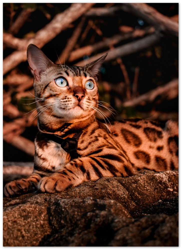 Golden hour sun over a bengal cat's face - OutdoorBengal