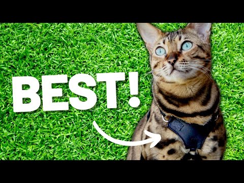 Leather Cat Harness and Leash - Escape Resistant, Durable, Light and Safe harness for Walking Cats