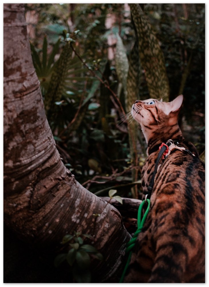 I climb trees for the views. I stay there because humans are annoying - Print - OutdoorBengal