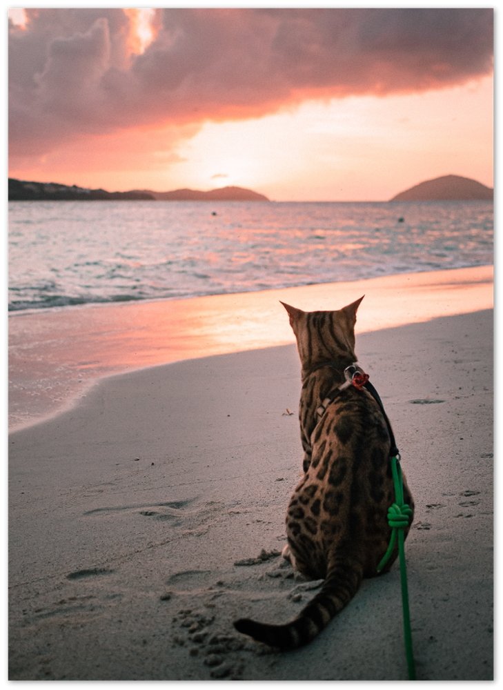 Looking at the horizon and thinking about lasagna - Print - OutdoorBengal