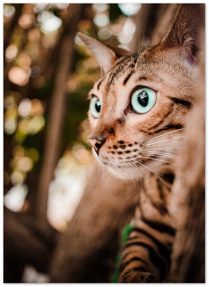 Once upon a time there was a cat, her name was Mia - Print - OutdoorBengal
